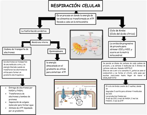 Mapas conceptuales de la Respiración Celular Descargar