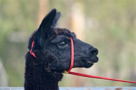 Bungalook Alpaca Headstall Aka Harness Bridle Lead Or Halter