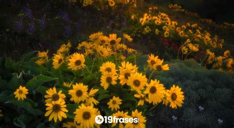 Las Mejores Frases De Girasoles