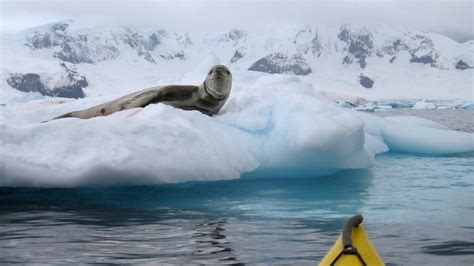 Antarctica Sea Kayaking & Whale Watching Tour | Sea Kayak Adventures