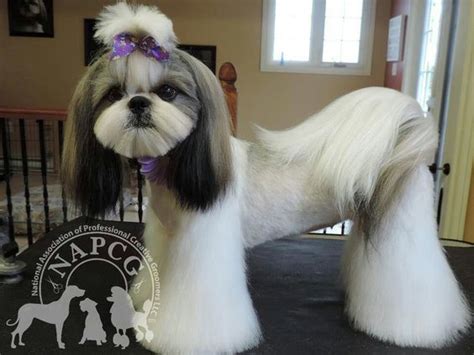 20 Adorable Shih Tzus with Stunning Haircuts – HairstyleCamp