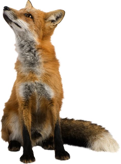 Fox Png