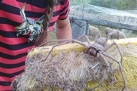 D Couverte D Une Araign E G Ante En Australie