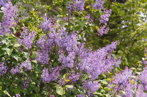 Premium Photo | Beautiful lilac flowers purple lilac flowers on the bush