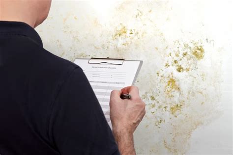 Mold Inspection Vs Testing Testing Basics Aerolite