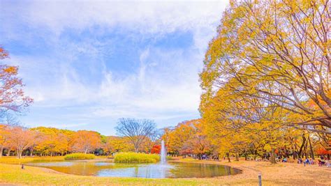 Yoyogi Park Is The Most Popular Park Near Meiji Shrine