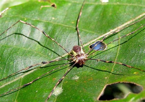 Wide Harvestman A Strange Harvestman That Keeps Its Body Flickr