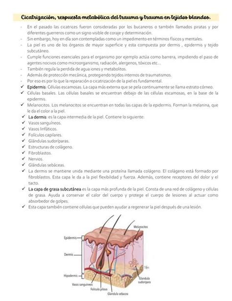 Cicatrización Ritmo medico uDocz