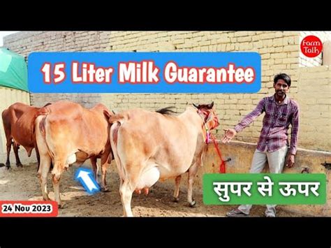 15 Liter Milk Guarantee Super Sahiwal Cow A2 Milk Cow Available For