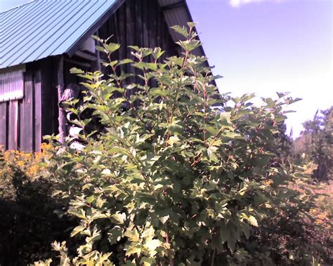 Highbush Cranberry Tree