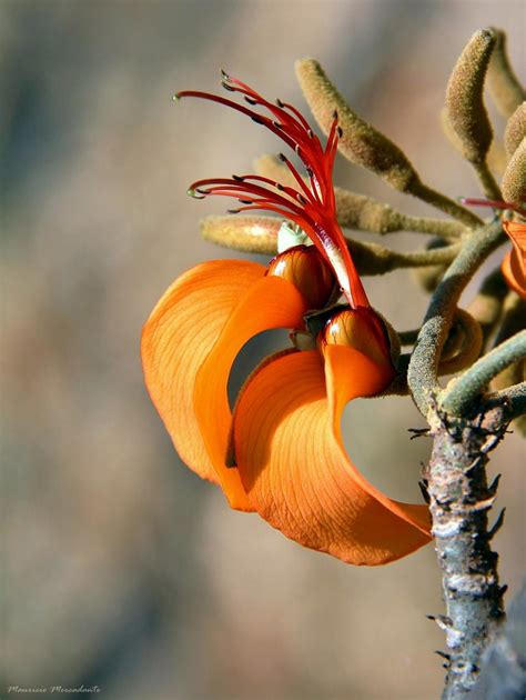 Erythrina Velutina Mulungu Erythrina Velutina Willd Fab Flickr