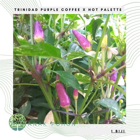 Jual Benih Bibit Biji Cabai Trinidad Purple Coffee X Hot Palette Cabe Berdaun Varigata