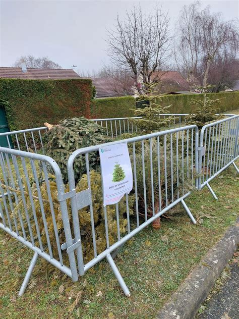 Op Ration Recyclage Des Sapins De No L R Ussie Ville De Hanches