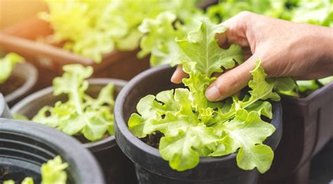 10 Tips For Growing a Bountiful Lettuce Harvest in Containers