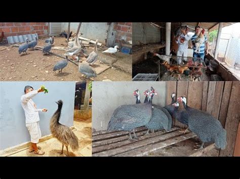 Vanio Da Feira Das Galinhas O Rei Dos Pav Es Bastante Aves Emu