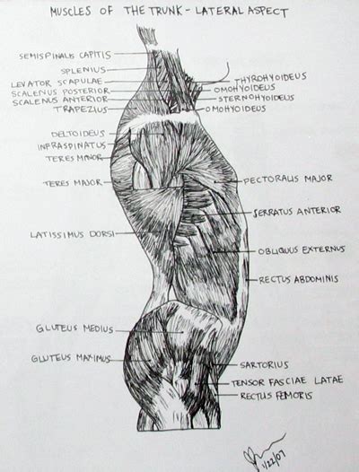 Muscles of the Trunk- Lateral by jessicapenner on DeviantArt