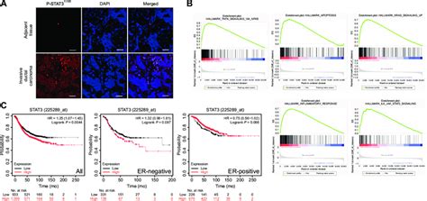 P STAT3 Y705 Expression And Survival Prognosis A The Expression Of