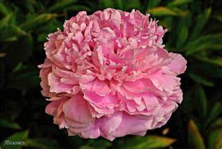 Пионы Полонез: описание сорта, характеристики, особенности посадки и ...