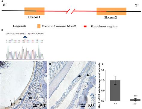 Construction And Validation Of The Msx Ko Mouse Model A The