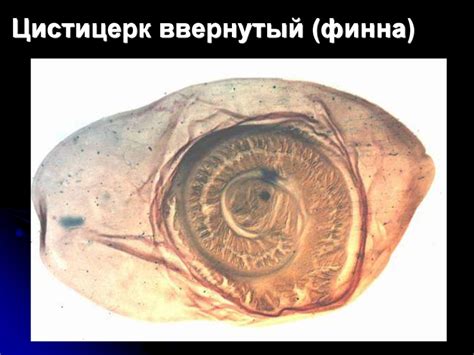 Цистицеркозы животных - презентация онлайн