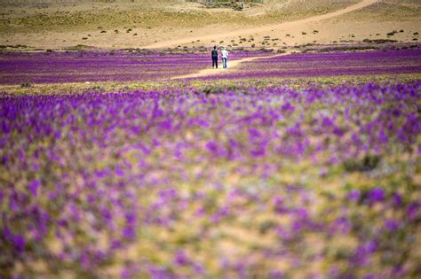 Atacama Desert Flower Bloom 2017 | Best Flower Site