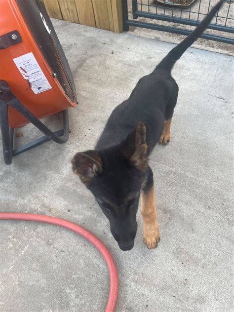 German Shepherd Dog Puppies For Sale In Arkansas