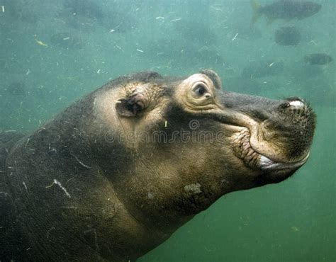 Hippo Underwater Stock Image Image Of Animal Stream 16670905