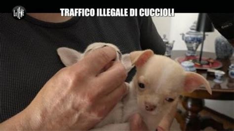 Traffico Illegale Di Cuccioli Le Iene