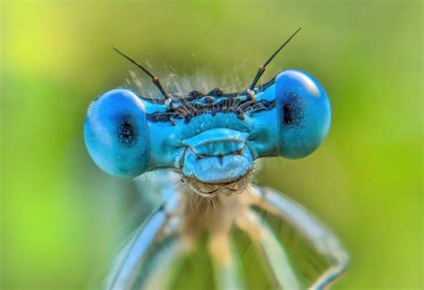 Dragonflies eyes : r/macrophotography