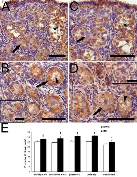 Immunolocalization Of Bmp In Hmb Treated A B And Control C D