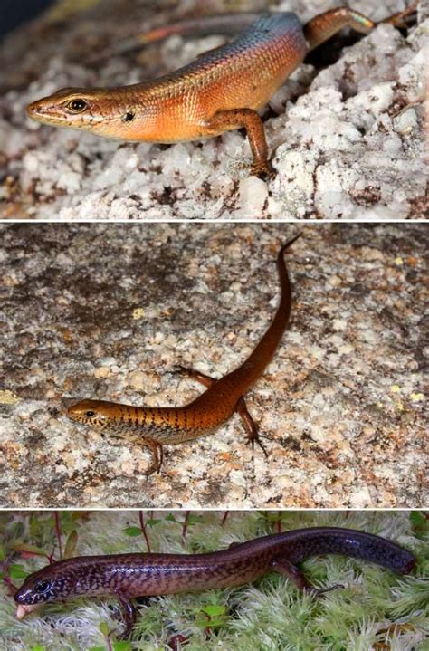 Three New Species Of Lizards Discovered In Australia From Top To