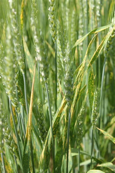 Wheat Stripe Rust In Kalamazoo Wheat Stripe Rust On Flag L Flickr