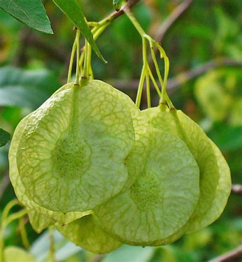 Ptelea Trifoliata | Hoptree | Stinking Ash | Wafer Ash | 20 Seeds