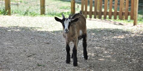 Amap La Ch Vre Et Le Chou Dyvette Manger Local Paris Saclay