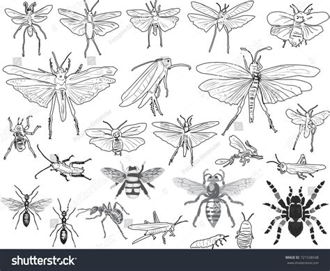 Illustration Insect Silhouettes Isolated On White Stock Vector Royalty