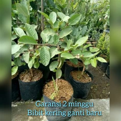 Jual Bibit Jambu Kristal Kondisi Berbuah Atau Berbunga Di Lapak Agro