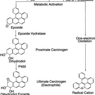 Metabolic Activation Of Db A L P By The Diol Epoxide And Radical Cation