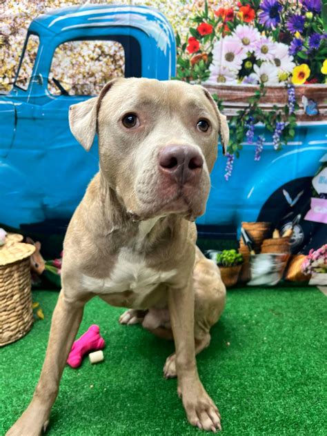 The Bulloch - Say hello to Emit! This handsome boy is around a year old