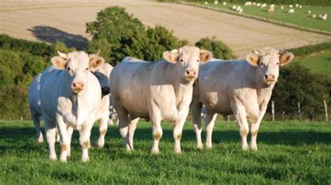 Programme du Mondial Charolais du 28 au 30 août 2014 à Magny court