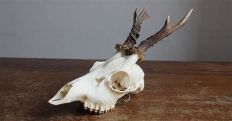 Deer Skull Anatomy | Learn the Parts of a Deer Skull - World Deer