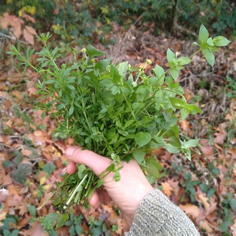 De Eigenwijze Eetbare Tuin 2 Delige Cursus Wild Moestuinieren Vruchtbaar