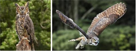 5 Owl Species That Live in Alabama (2020) - Bird Watching HQ