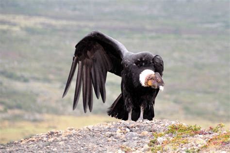 Flying Cóndor De Los Andes De La Patagonia Chile Banco De Fotos E