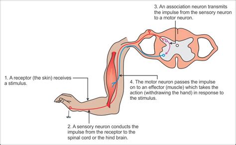 Explain Reflex Action With The Help Of An Example Ntqclj