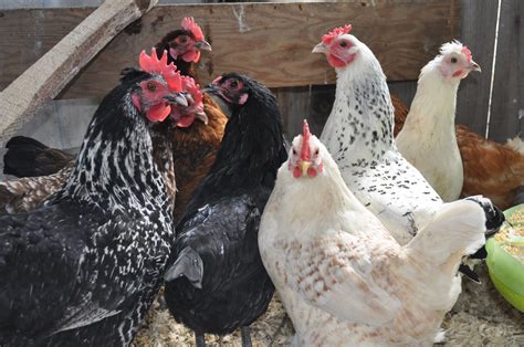 Des Poules En Ville Quelques Conseils Journal Agricom