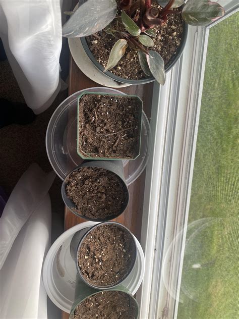 ordered Oxalis triangularis bulbs and planted them here about two weeks