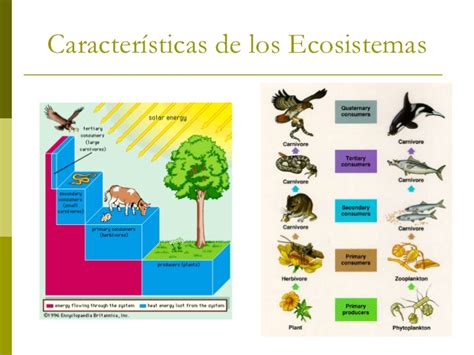 Infografia De La Composicion De Un Ecosistema Ecosistemas Tipos Deо