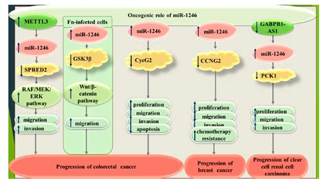 Figure From A Review On The Role Of Mir In The Pathoetiology Of