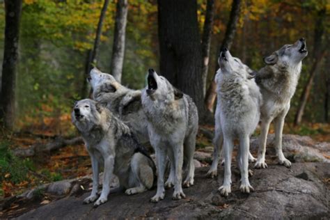 Plan loup comment protéger les troupeaux Efi sciences