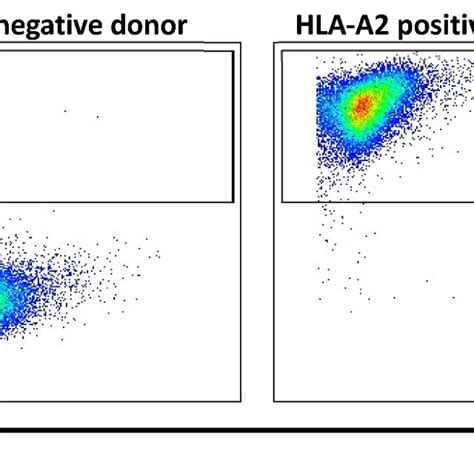 Hla A 0201 Binding Affinity Assay For Different Peptides On T2 Cells Download Scientific